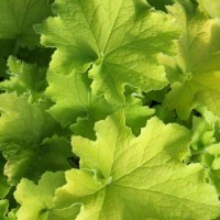 Гейхера №7 Guacamole 2 л