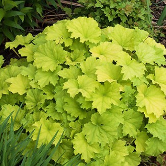 Гейхера №7 Guacamole 2 л