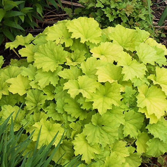 Гейхера №7 Guacamole 2 л