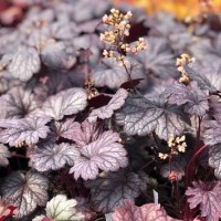 Гейхера №8 Shanghai 2 л