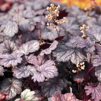 Гейхера №8 Shanghai 2 л