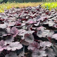 Гейхера №8 Shanghai 2 л