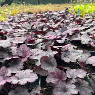 Гейхера №8 Shanghai 2 л