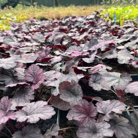 Гейхера №8 Shanghai 2 л