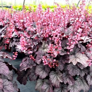 Гейхера Milan 2 л