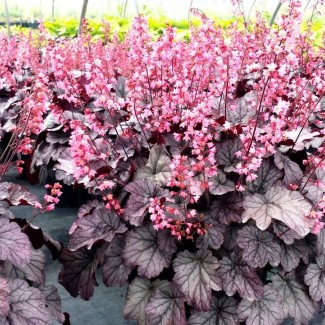 Гейхера Milan 2 л