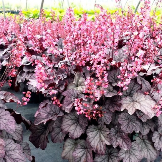 Гейхера Milan 2 л