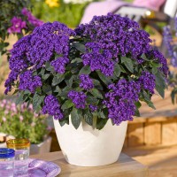 Геліотроп Midnight Sky р9