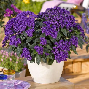 Геліотроп Midnight Sky р9