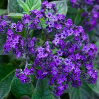 Геліотроп Midnight Sky р9