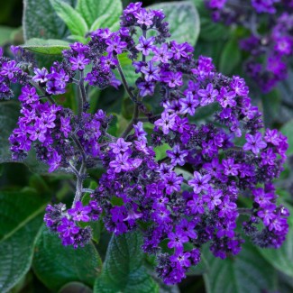 Геліотроп Midnight Sky р9