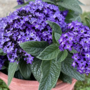 Геліотроп Vanilla Sky Dark Blue р9