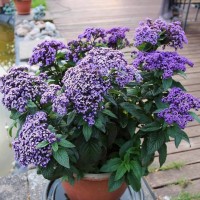 Геліотроп Vanilla Sky Dark Blue р9