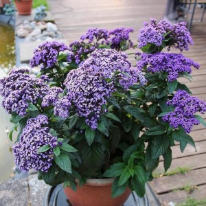 Геліотроп Vanilla Sky Dark Blue р9