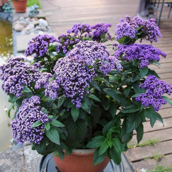 Геліотроп Vanilla Sky Dark Blue р9