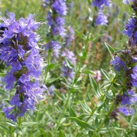 Гісоп лікарський Caeruleus р9