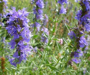 Однорічні Рослини