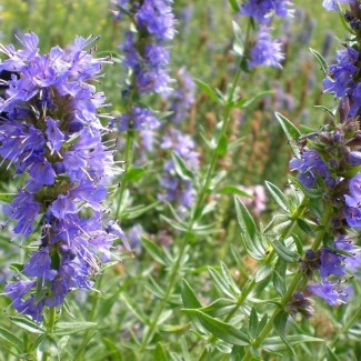 Гісоп лікарський Caeruleus р9