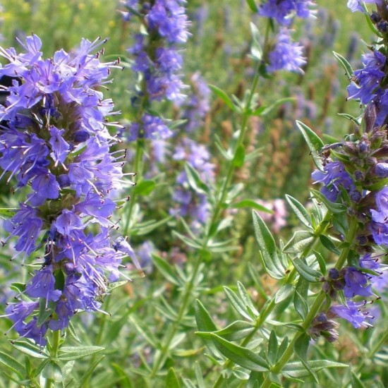 Гісоп лікарський Caeruleus р9