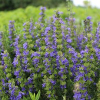 Гісоп лікарський Caeruleus р9