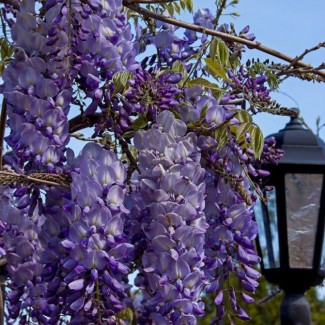 Гліцинія фіолетова 2 річна вел (В.К.С)