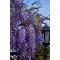 Гліцинія фіолетова 2 річна вел (В.К.С)