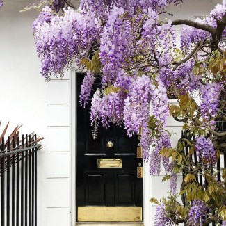 Гліцинія фіолетова 2 річна вел (В.К.С)