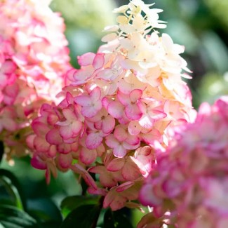 Гортензія Colourful Cocktail 1,5 л