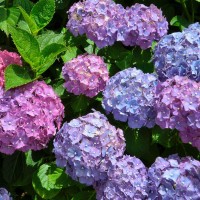 Гортензія Colourful Cocktail 1,5 л