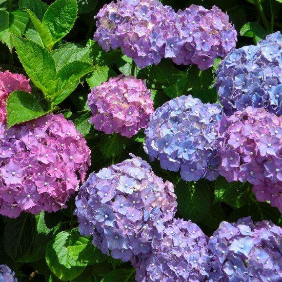 Гортензія Colourful Cocktail 1,5 л