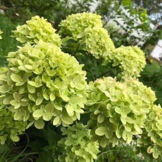 Гортензія Little lime 1,5 л