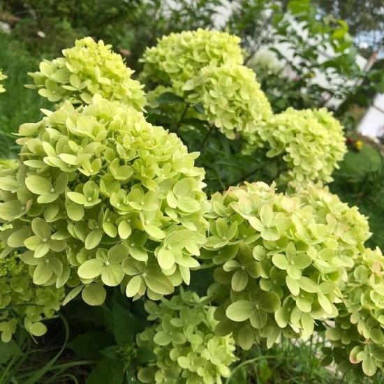 Гортензія Little lime 1,5 л