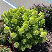 Гортензія Little lime 1,5 л