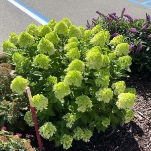 Гортензія Little lime 1,5 л