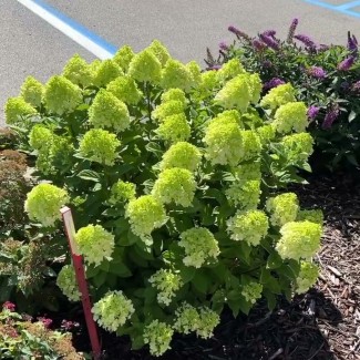 Гортензія Little lime 1,5 л