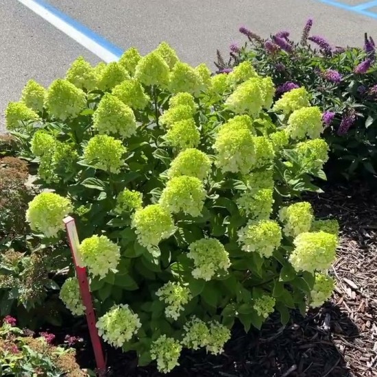 Гортензія Little lime 1,5 л