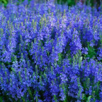 Вероніка австрійська р9