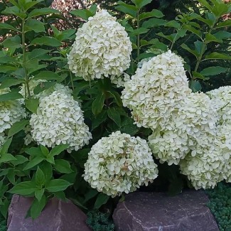 Гортензія Little Spooky 1,5 л