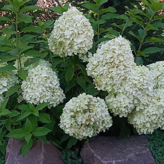 Гортензія Little Spooky 1,5 л