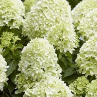 Гортензія Little Spooky 1,5 л