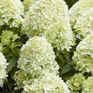 Гортензія Little Spooky 1,5 л