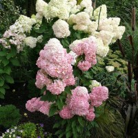 Гортензія Magical Moonlight 1,5 л