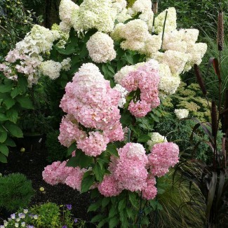 Гортензія Magical Moonlight 1,5 л