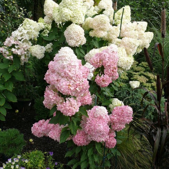 Гортензія Magical Moonlight 1,5 л