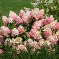 Гортензія Magical Moonlight 1,5 л