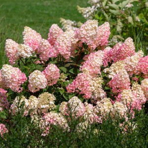 Гортензія Magical Moonlight 1,5 л