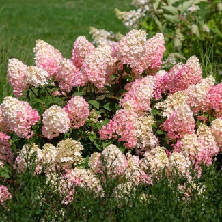 Гортензія Magical Moonlight 1,5 л