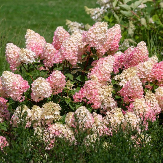 Гортензія Magical Moonlight 1,5 л