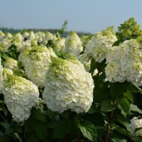 Гортензія Mont Blanc 1,5 л