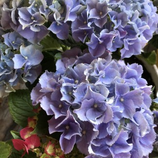 Гортензія Pandora 1,5 л